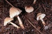 볼록포자갓버섯 (Lepiota ventriosospora Reid)