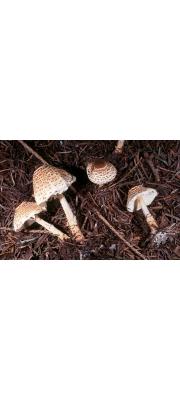 볼록포자갓버섯 (Lepiota ventriosospora Reid)