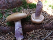 자색솜털끈적버섯(자색전나무끈적버섯) (Cortinarius cinnamoviolaceus M. M Moser)
