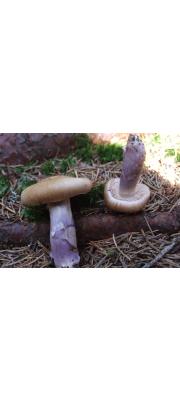 자색솜털끈적버섯(자색전나무끈적버섯) (Cortinarius cinnamoviolaceus M. M Moser)