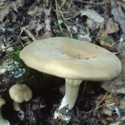 검은흰우단버섯 (Leucopaxillus phaeopus (Favre & Poluzzi) Bon)