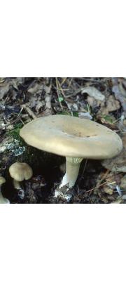 검은흰우단버섯 (Leucopaxillus phaeopus (Favre &amp; Poluzzi) Bon)