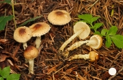 황금갓버섯 (Lepiota xanthophylla P. D. Orton)