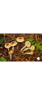 황금갓버섯 (Lepiota xanthophylla P. D. Orton)