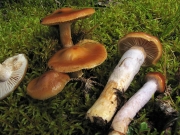 진흙끈적버섯 (Cortinarius collinitus (Pers.) Fr.  > Cortinarius muscigenus Peck)