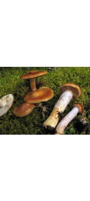 진흙끈적버섯 (Cortinarius collinitus (Pers.) Fr.  > Cortinarius muscigenus Peck)
