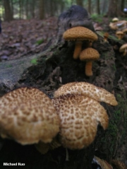 장식비늘버섯(장식흰비늘버섯) (Leucopholiota decorosa (Pk.) O.K. Mill., Volk & Bess.)