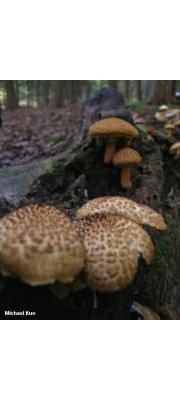 장식비늘버섯(장식흰비늘버섯) (Leucopholiota decorosa (Pk.) O.K. Mill., Volk &amp; Bess.)