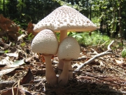 과립여우갓버섯(미국여우갓버섯, 과립각시버섯) (Leucoagaricus americanus (Peck) Vellinga > Leucocoprinus bresadolae (Schulz.) Wasser(과립각시버섯))