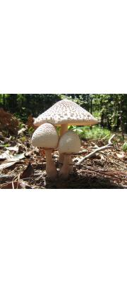 과립여우갓버섯(미국여우갓버섯, 과립각시버섯) (Leucoagaricus americanus (Peck) Vellinga > Leucocoprinus bresadolae (Schulz.) Wasser(과립각시버섯))