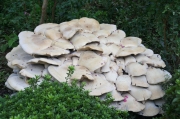 다발왕송이(상아색다발송이, 상아색송이, 왕송이) (Macrocybe gigantea (Masee) Pegler & Lodge  > Tricholoma giganteum Mass.)