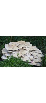 다발왕송이(상아색다발송이, 상아색송이, 왕송이) (Macrocybe gigantea (Masee) Pegler &amp; Lodge  > Tricholoma giganteum Mass.)