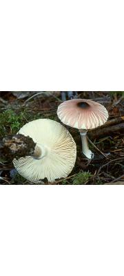 주홍여우갓버섯(여우갓버섯) (Leucoagaricus rubrotinctus (Peck) Sing. >Lepiota rubrotincta Pk.(여우갓버섯. 비기준종))