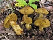 둥지끈적버섯 (Cortinarius cotoneus Fr.)