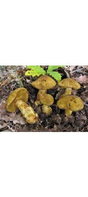 둥지끈적버섯 (Cortinarius cotoneus Fr.)