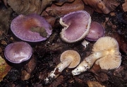보라대머리끈적버섯(샤프란끈적버섯) (Cortinarius croceocaeruleus (Pers.) Fr.)
