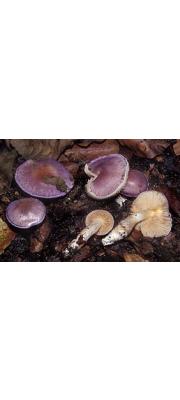 보라대머리끈적버섯(샤프란끈적버섯) (Cortinarius croceocaeruleus (Pers.) Fr.)