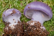 점성보라끈적버섯(흑색끈적버섯) (Cortinarius cumatilis (Pers.) Fr.  > Cortinarius cumatilis var. cumatilis Fr.)