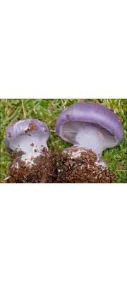 점성보라끈적버섯(흑색끈적버섯) (Cortinarius cumatilis (Pers.) Fr.  > Cortinarius cumatilis var. cumatilis Fr.)
