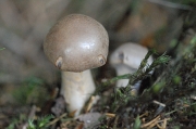 검은피끈적버섯 (Cortinarius cyanites Fr.)