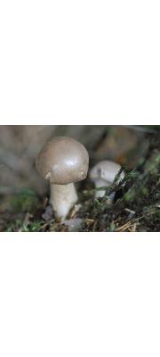 검은피끈적버섯 (Cortinarius cyanites Fr.)