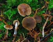 털끈적버섯 (Cortinarius decipiens (Pers.) Fr.  > Cortinarius decipiens var. atrosseruleus (Mos.) Lindstr.)