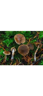 털끈적버섯 (Cortinarius decipiens (Pers.) Fr.  > Cortinarius decipiens var. atrosseruleus (Mos.) Lindstr.)