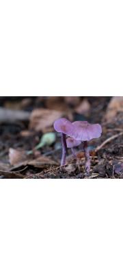 자주졸각버섯 (Laccaria amethystea (Huds.) Cooke 자주졸각버섯)