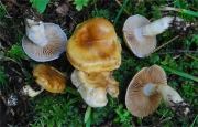 참곤봉끈적버섯 (Cortinarius delibutus Fr.)