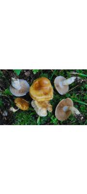 참곤봉끈적버섯 (Cortinarius delibutus Fr.)