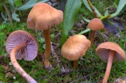 보라발졸각버섯(큰졸각버섯) (Laccaria bicolor (Maire) P. D. Orton)