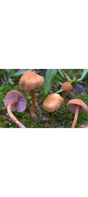 보라발졸각버섯(큰졸각버섯) (Laccaria bicolor (Maire) P. D. Orton)