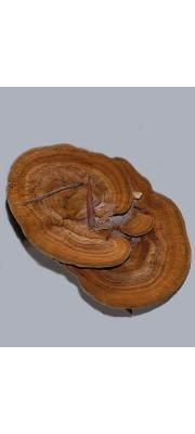 동심대구멍버섯(대구멍버섯) (Onnia orientalis (Lloyd) Imaz. 동심대구멍버섯 >Onnia vallata (Berk.) Aoshima)