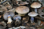 올리브갈색끈적버섯 (Cortinarius dionysae Hry.)