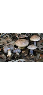 올리브갈색끈적버섯 (Cortinarius dionysae Hry.)