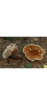 황갈색털대구멍버섯 (Onnia tomentosa (Fr.) P. Karst.)