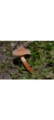 성긴주름끈적버섯 (Cortinarius distans Peck)