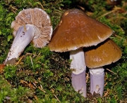 키다리끈적버섯(애끈적버섯) (Cortinarius elatior Fr. > Cortinarius elatior f. microporus Kawam.(애끈적버섯))