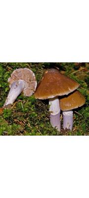 키다리끈적버섯(애끈적버섯) (Cortinarius elatior Fr. > Cortinarius elatior f. microporus Kawam.(애끈적버섯))