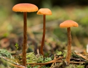 졸각버섯(허연주름졸각버섯) (Laccaria laccata (Scop.) Cooke  > Laccaria amethystea (Bull.) Murr. > Laccaria laccata var. pallidifolia (Pk.) Pk. > Laccaria Laccata (Scop.) Cooke)