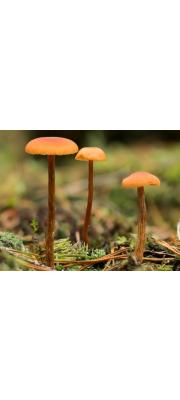 졸각버섯(허연주름졸각버섯) (Laccaria laccata (Scop.) Cooke  > Laccaria amethystea (Bull.) Murr. > Laccaria laccata var. pallidifolia (Pk.) Pk. > Laccaria Laccata (Scop.) Cooke)