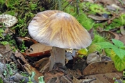 가죽밤끈적버섯(가죽밤노란띠버섯) (Cortinarius emodensis Berk.  > Rozites emodensis (Berk.) Moser)