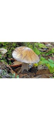 가죽밤끈적버섯(가죽밤노란띠버섯) (Cortinarius emodensis Berk.  > Rozites emodensis (Berk.) Moser)