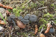 검정졸각버섯 (Laccaria nigra Hongo)