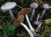반구끈적버섯 (Cortinarius emunctus Fr.)