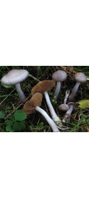 반구끈적버섯 (Cortinarius emunctus Fr.)