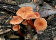 젖꼭지졸각버섯 (Laccaria ohiensis (Mont.) Sing.)