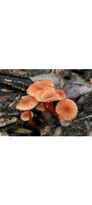 젖꼭지졸각버섯 (Laccaria ohiensis (Mont.) Sing.)