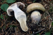 껍질끈적버섯(회색껍질끈적버섯) (Cortinarius epipoleus Fr.)