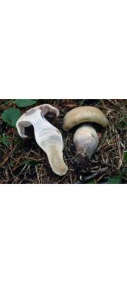 껍질끈적버섯(회색껍질끈적버섯) (Cortinarius epipoleus Fr.)